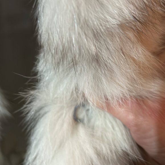 Heavy fur jacket - Picture 6 of 6